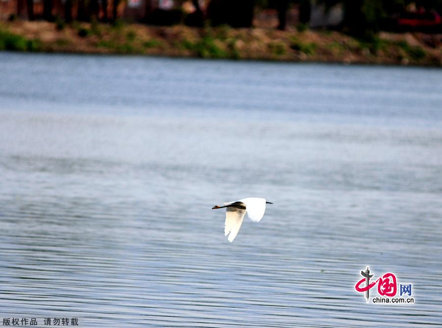 Encompassing 11.8 square kilometers, Daoxianghu Natural Wetland Park, is situated in Sujiatuo village, Haidian District, some 30 miles from downtown Beijing.