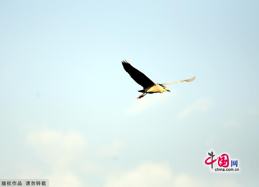 Encompassing 11.8 square kilometers, Daoxianghu Natural Wetland Park, is situated in Sujiatuo village, Haidian District, some 30 miles from downtown Beijing.