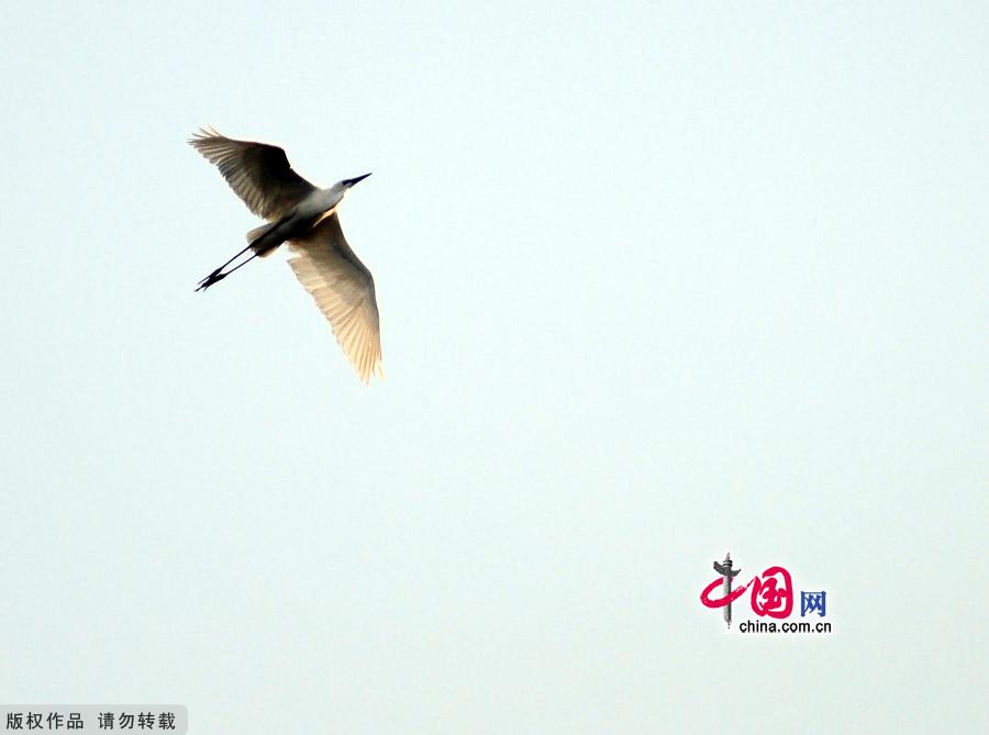 Encompassing 11.8 square kilometers, Daoxianghu Natural Wetland Park, is situated in Sujiatuo village, Haidian District, some 30 miles from downtown Beijing.
