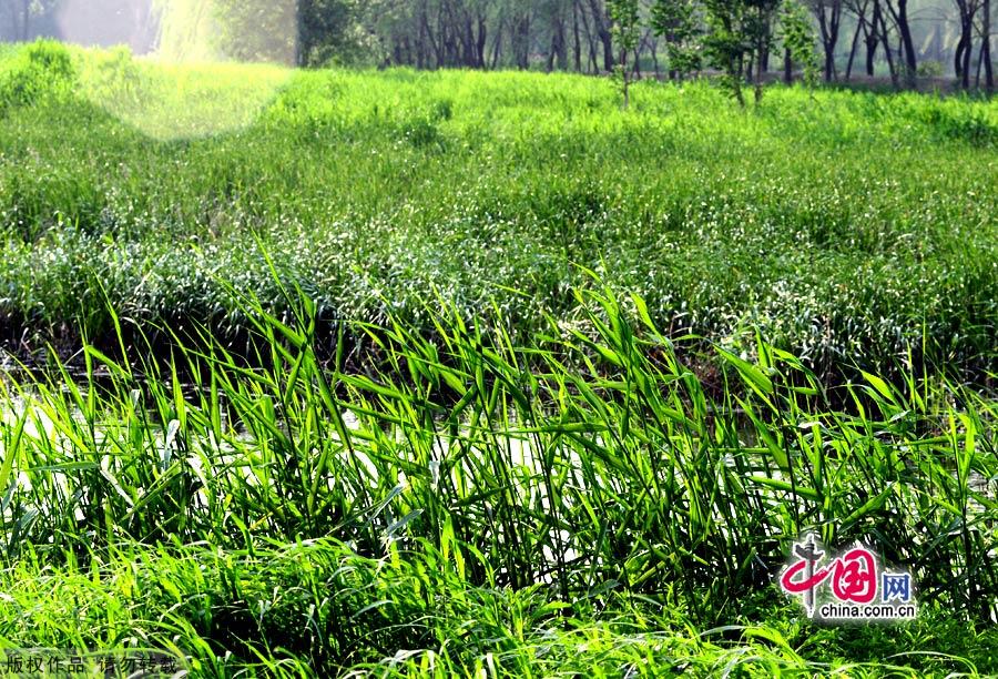 Encompassing 11.8 square kilometers, Daoxianghu Natural Wetland Park, is situated in Sujiatuo village, Haidian District, some 30 miles from downtown Beijing.