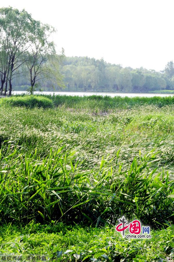 Encompassing 11.8 square kilometers, Daoxianghu Natural Wetland Park, is situated in Sujiatuo village, Haidian District, some 30 miles from downtown Beijing.