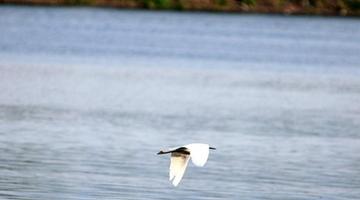Encompassing 11.8 square kilometers, Daoxianghu Natural Wetland Park, is situated in Sujiatuo village, Haidian District, some 30 miles from downtown Beijing.