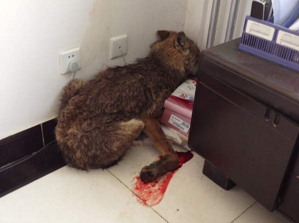 Blood flows from the paw of an injured wolf that found its way into a government office building of Huangnan Tibetan autonomous prefecture in Qinghai province on Friday. [ Photo / China Daily ]