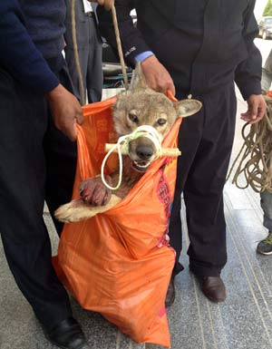 Forest police officers remove a wolf from a government office building. The animal was found there with a leg wound apparently caused by an illegal trap.