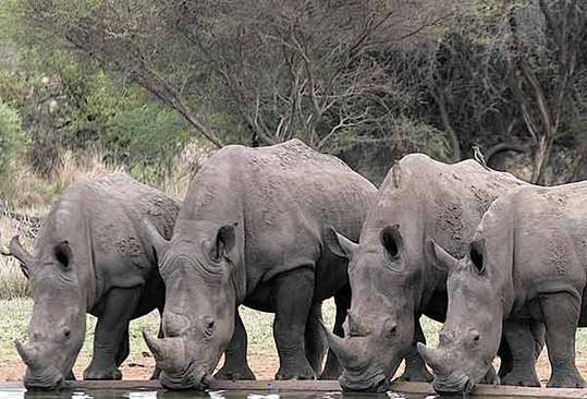 Group of white rhino drinking from a waterhole, Kruger National Park, South Africa. [File photo]