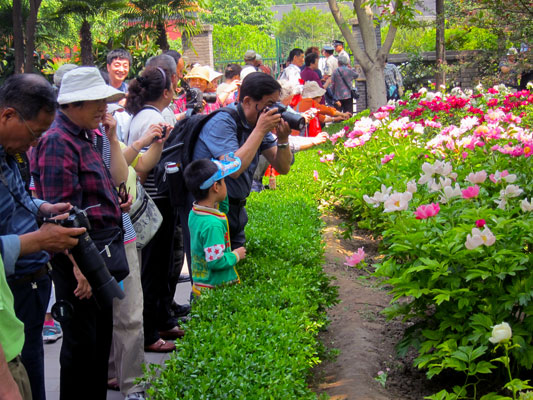 Flower and photography enthusiasts congregate during Jingshan Park's Peony Festival. Photo for CRI by William Wang, May 2012.