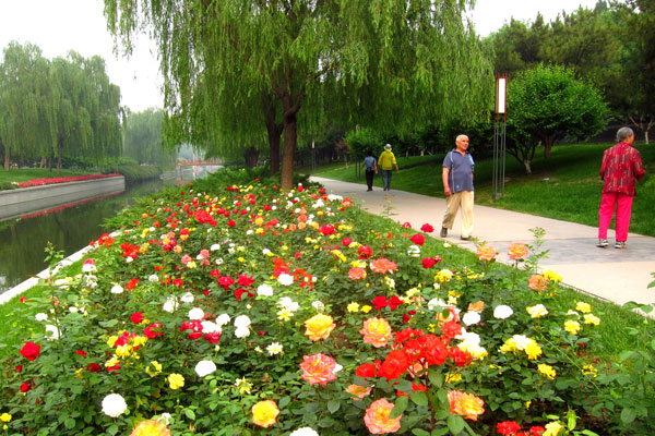 Springtime flowers burst with colour in Yuan Dadu Park. Photo by William Wang for CRI, May 2012.