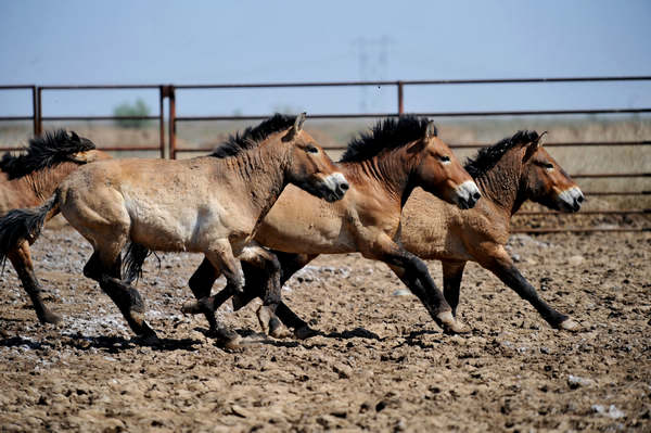 Four Przewalski's horses, a highly endangered equine species, gallop at the Karamoni nature preserve in Xinjiang Uygur autonomous region on Monday. [ Photo / Xinhua ]