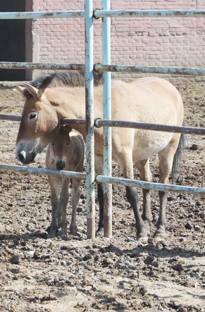 A cub leans close to its mother at a wild horse breeding center in Xinjiang Uygur autonomous region on May 21. China will export wild horses for the first time for in an exchange with Mongolia, to prevent inbreeding. The exchange is a milestone of China's wild horses' protection policy. Mongolia will also transport horses to China. [Photo/Asianewsphoto] 