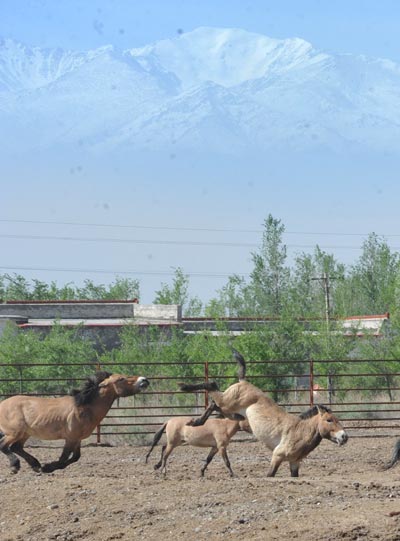 Wild horses run and buck at a breeding center in Xinjiang Uygur autonomous region on May 21. The horses maintain their wild nature and often fight with against each other although they are bred in captivity. [Photo/Asianewsphoto]