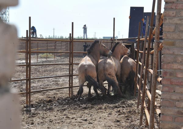 Four wild horses are driven into line in a customized wooden case for transportation at a breeding center in Xinjiang Uygur autonomous region on May 21. [Photo/Asianewsphoto]