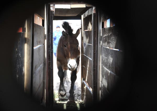 A wild horse is driven into a customized wooden case for transportation from a breeding center in Xinjiang Uygur autonomous region on May 21. [Photo/Asianewsphoto]