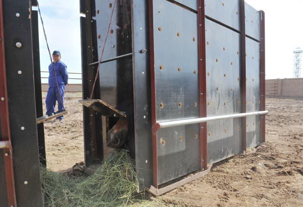 A wild house grazes in a customized wooden case before transportation from a breeding center in Xinjiang Uygur autonomous region on May 21. [Photo/Asianewsphoto]