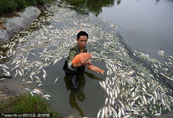 Ou Guangyun removes dead fish from his fish pond in Chengdu, Southwest China&apos;s Sichuan province, on Tuesday. 