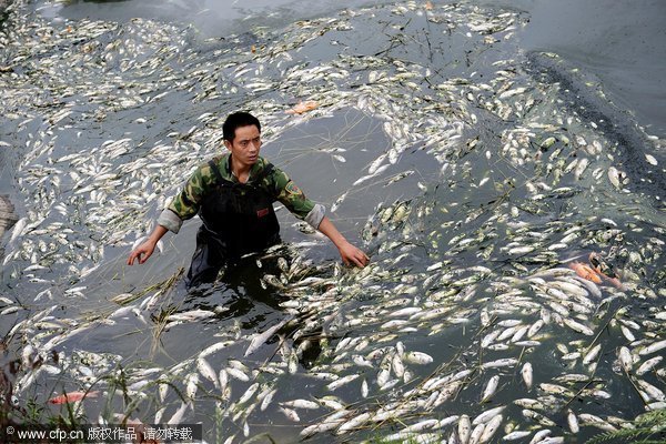 Ou Guangyun removes dead fish from his fish pond in Chengdu, Southwest China&apos;s Sichuan province, on Tuesday. 