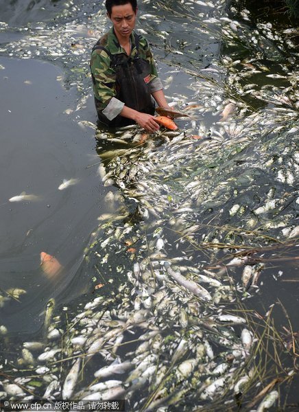 Ou Guangyun removes dead fish from his fish pond in Chengdu, Southwest China&apos;s Sichuan province, on Tuesday. 