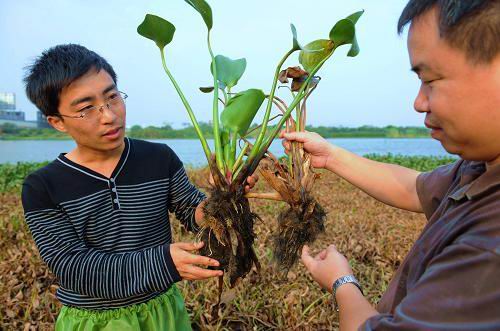 Water hyacinth is one of the dangerous invasive species in China. [Xinhua file photo]