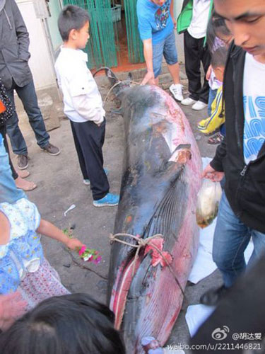A dead whale appears in a canteen at Shandong Institute of Business and Technology in Yantai city, Shandong province, in this photograph released on Sina Weibo on Monday, May 21, 2012. [Photo: weibo.com] 