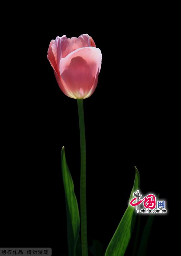 As spring gives way to summer, the Beijing International Flower Port is celebrating the blossoming of three million tulips. Located in Shunyi District's Yang Town, the flower port is the capital's one and only industrial park for flowers. The port is designed for flower production, research, exhibition and trade, as well as for tourism and leisure events centered around flower viewing. [China.org.cn]