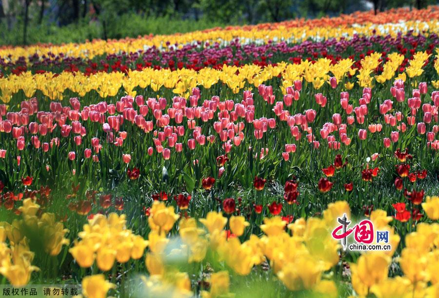 As spring gives way to summer, the Beijing International Flower Port is celebrating the blossoming of three million tulips. Located in Shunyi District's Yang Town, the flower port is the capital's one and only industrial park for flowers. The port is designed for flower production, research, exhibition and trade, as well as for tourism and leisure events centered around flower viewing. [China.org.cn]