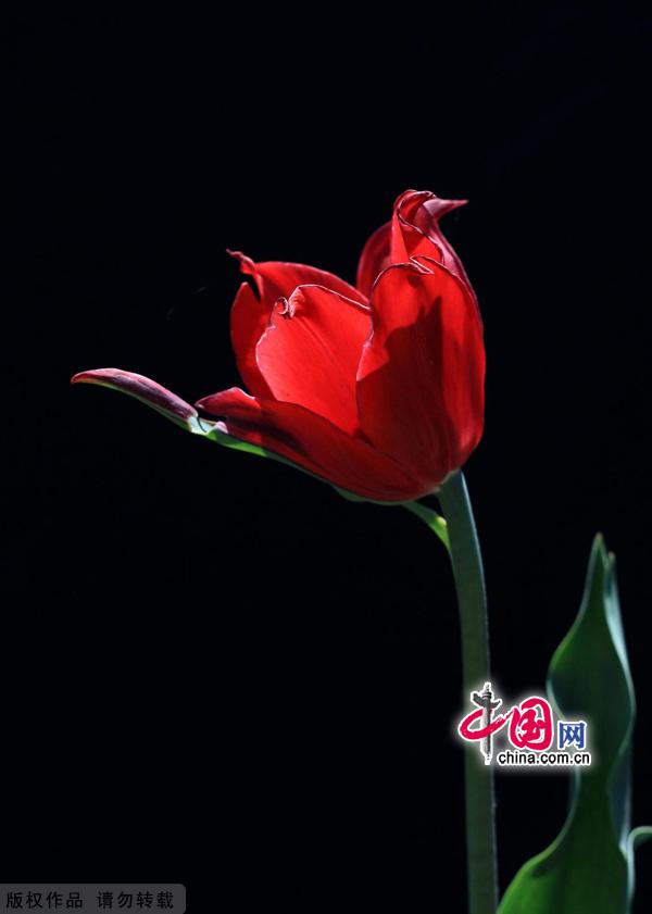 As spring gives way to summer, the Beijing International Flower Port is celebrating the blossoming of three million tulips. Located in Shunyi District's Yang Town, the flower port is the capital's one and only industrial park for flowers. The port is designed for flower production, research, exhibition and trade, as well as for tourism and leisure events centered around flower viewing. [China.org.cn]