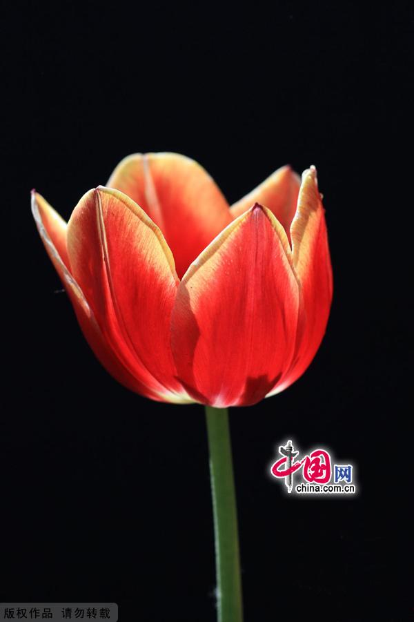 As spring gives way to summer, the Beijing International Flower Port is celebrating the blossoming of three million tulips. Located in Shunyi District's Yang Town, the flower port is the capital's one and only industrial park for flowers. The port is designed for flower production, research, exhibition and trade, as well as for tourism and leisure events centered around flower viewing. [China.org.cn]