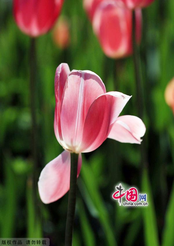 As spring gives way to summer, the Beijing International Flower Port is celebrating the blossoming of three million tulips. Located in Shunyi District's Yang Town, the flower port is the capital's one and only industrial park for flowers. The port is designed for flower production, research, exhibition and trade, as well as for tourism and leisure events centered around flower viewing. [China.org.cn]