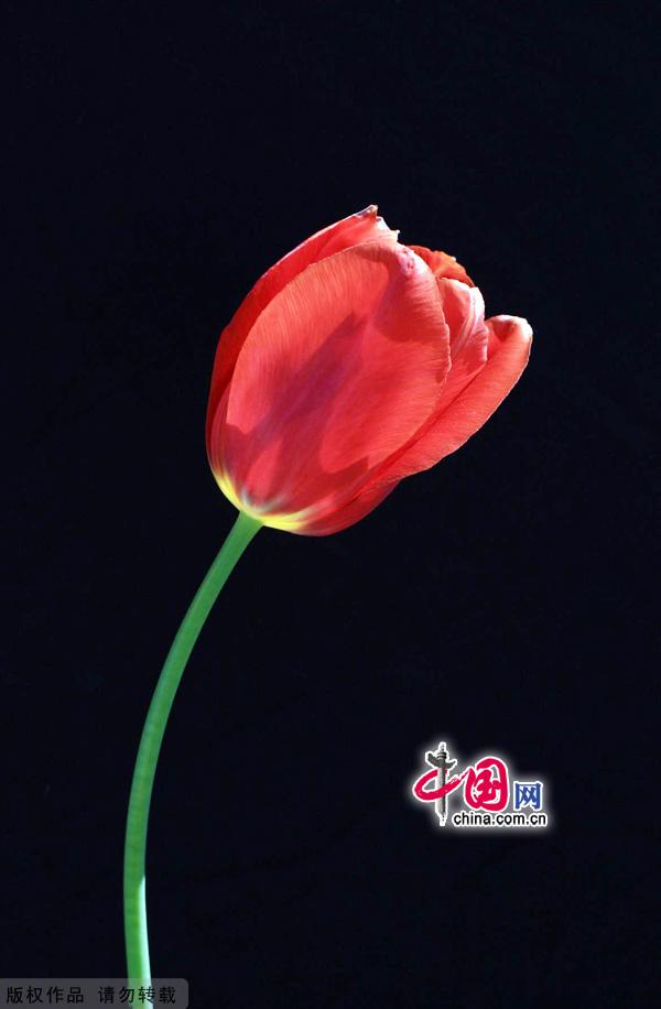 As spring gives way to summer, the Beijing International Flower Port is celebrating the blossoming of three million tulips. Located in Shunyi District's Yang Town, the flower port is the capital's one and only industrial park for flowers. The port is designed for flower production, research, exhibition and trade, as well as for tourism and leisure events centered around flower viewing. [China.org.cn]