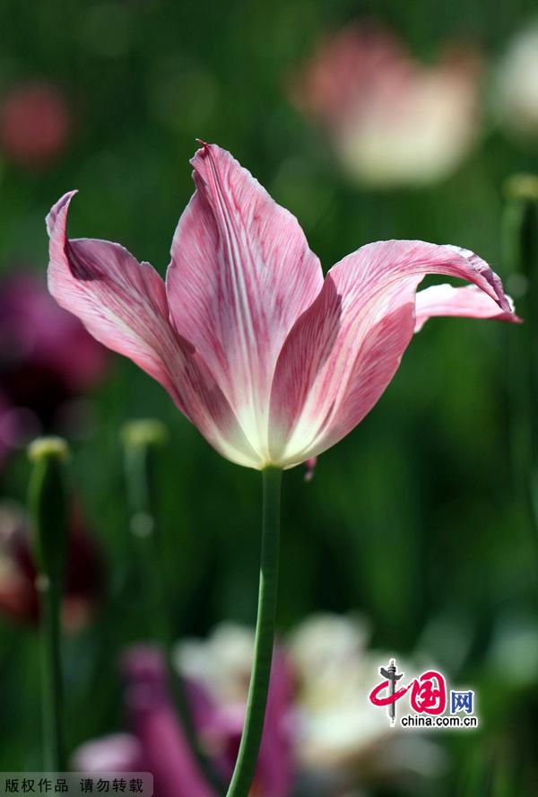 As spring gives way to summer, the Beijing International Flower Port is celebrating the blossoming of three million tulips. Located in Shunyi District's Yang Town, the flower port is the capital's one and only industrial park for flowers. The port is designed for flower production, research, exhibition and trade, as well as for tourism and leisure events centered around flower viewing. [China.org.cn]