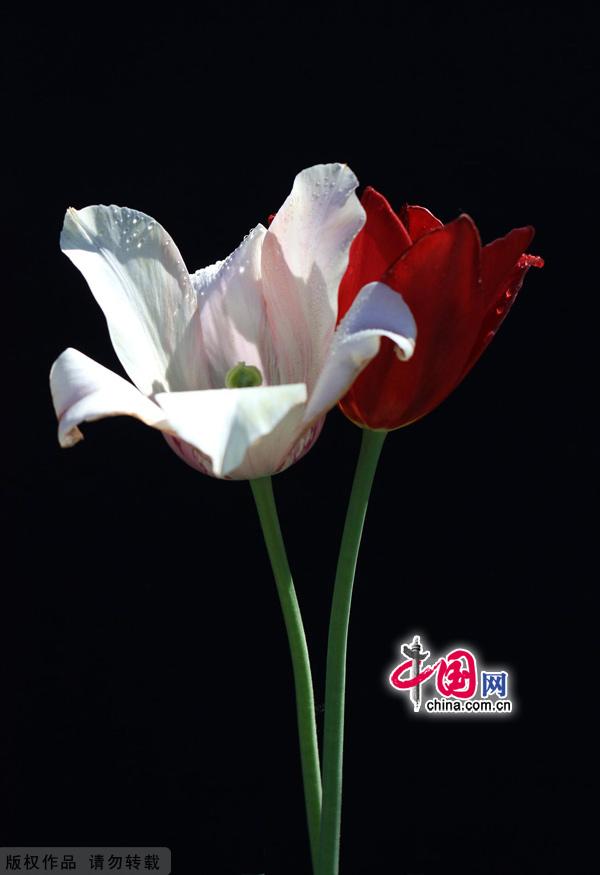 As spring gives way to summer, the Beijing International Flower Port is celebrating the blossoming of three million tulips. Located in Shunyi District's Yang Town, the flower port is the capital's one and only industrial park for flowers. The port is designed for flower production, research, exhibition and trade, as well as for tourism and leisure events centered around flower viewing. [China.org.cn]