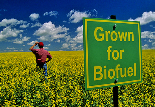 Biofuel Energy