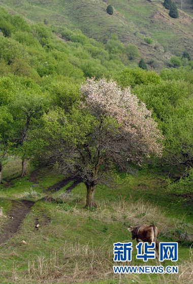 More than 54,000 mu of fruit trees in western Xinjiang had been damaged by Agrilus mali, an insect that feeds on the trunks of apple trees. [Xinhua]