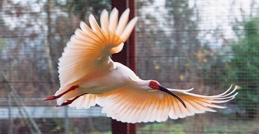 An crested ibis in Sado Toki-no mori Park. [File photo]