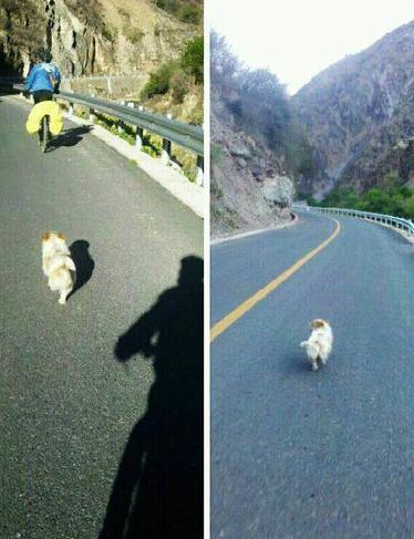 A stray dog nicknamed 'Xiaosa' has been following a team of cyclists for 20 days along Sichuan-Tibet Highway. 