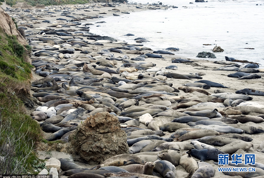 Every year more than 15,000 of the walruses — which can grow to 16 feet and two and a half tons — flock to the same tiny beach at Piedra Blanca, California. [CFP/ news.cn]