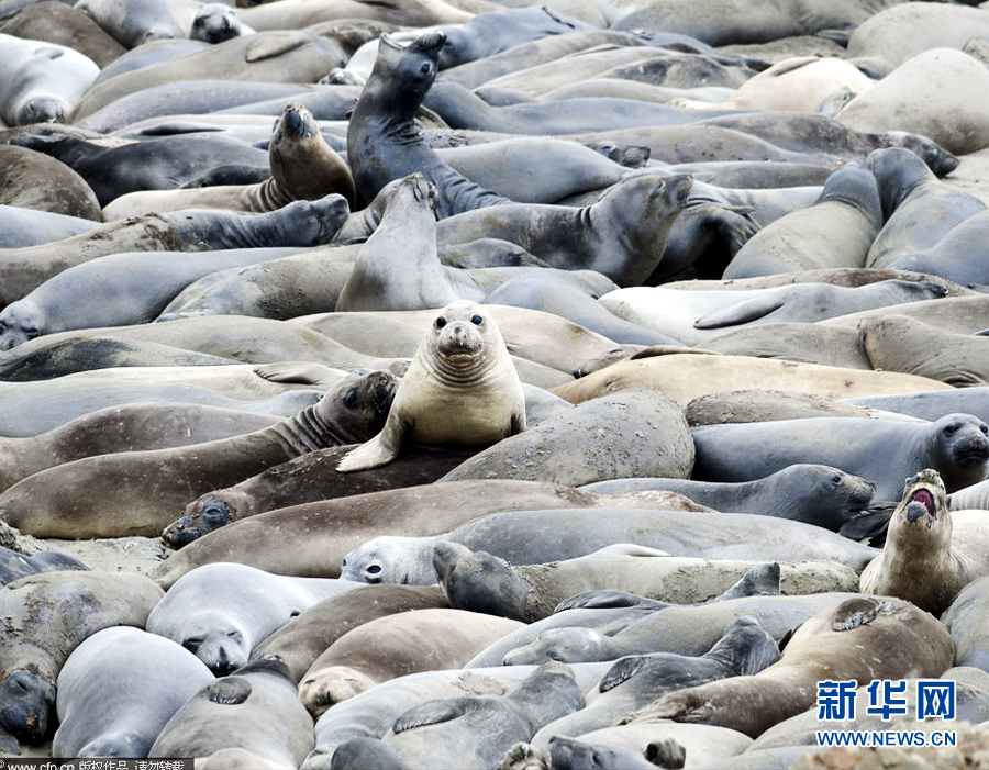 Every year more than 15,000 of the walruses — which can grow to 16 feet and two and a half tons — flock to the same tiny beach at Piedra Blanca, California. [CFP/ news.cn]