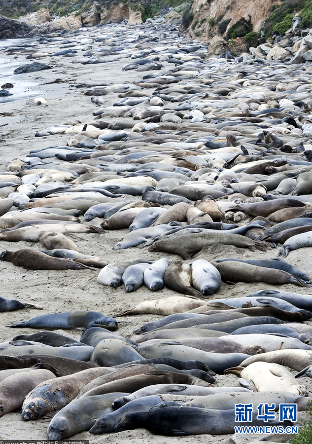 Every year more than 15,000 of the walruses — which can grow to 16 feet and two and a half tons — flock to the same tiny beach at Piedra Blanca, California. [CFP/ news.cn]