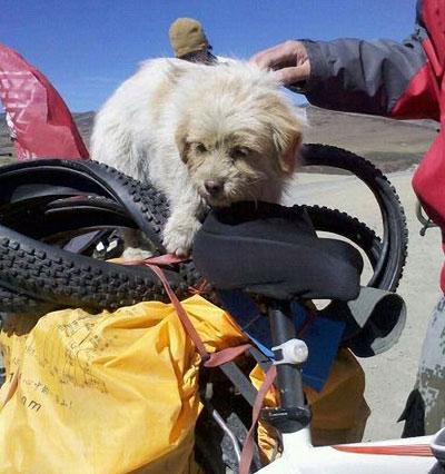 A dog nicknamed Xiao Sa has become a Web celebrity after she ran more than 1,800 kilometers on the Qinghai-Tibet Plateau. [File photo]