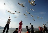Gulls fly at the Dianchi Lake in Kunming, capital of southwest China's Yunnan Province, Feb, 16, 2010. June 5 is the World Environment Day. [Xinhua]