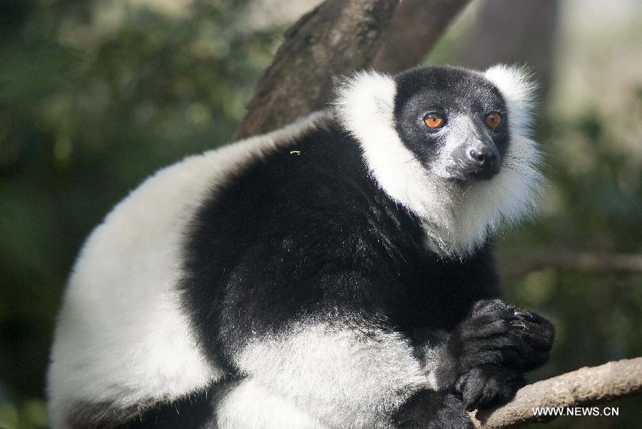 A diademed sifaka, an endangered species of lemur, has a rest in a nature reserve in Andasibe, 130 km east of capital Antananarivo, Madagascar, on May 28, 2012. The disappearance of adjoining habitat outside the area is the main threat to the critically endangered lemurs. [Xinhua] 