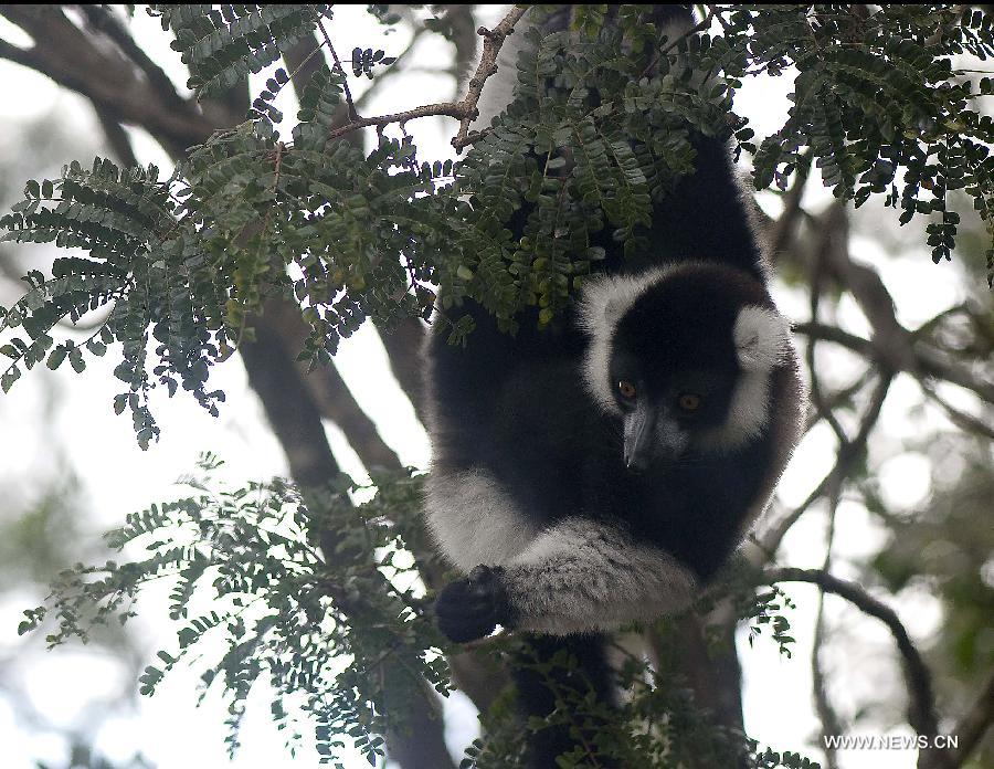 A diademed sifaka, an endangered species of lemur, has a rest in a nature reserve in Andasibe, 130 km east of capital Antananarivo, Madagascar, on May 28, 2012. The disappearance of adjoining habitat outside the area is the main threat to the critically endangered lemurs. [Xinhua] 