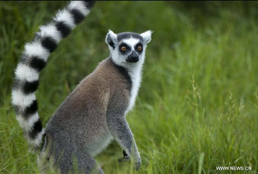 De waarheid vertellen restaurant Waterig Endangered lemurs in Madagascar - China.org.cn