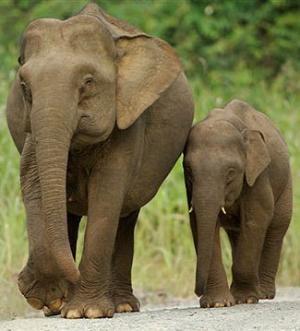 Malaysian elephants. [File photo]