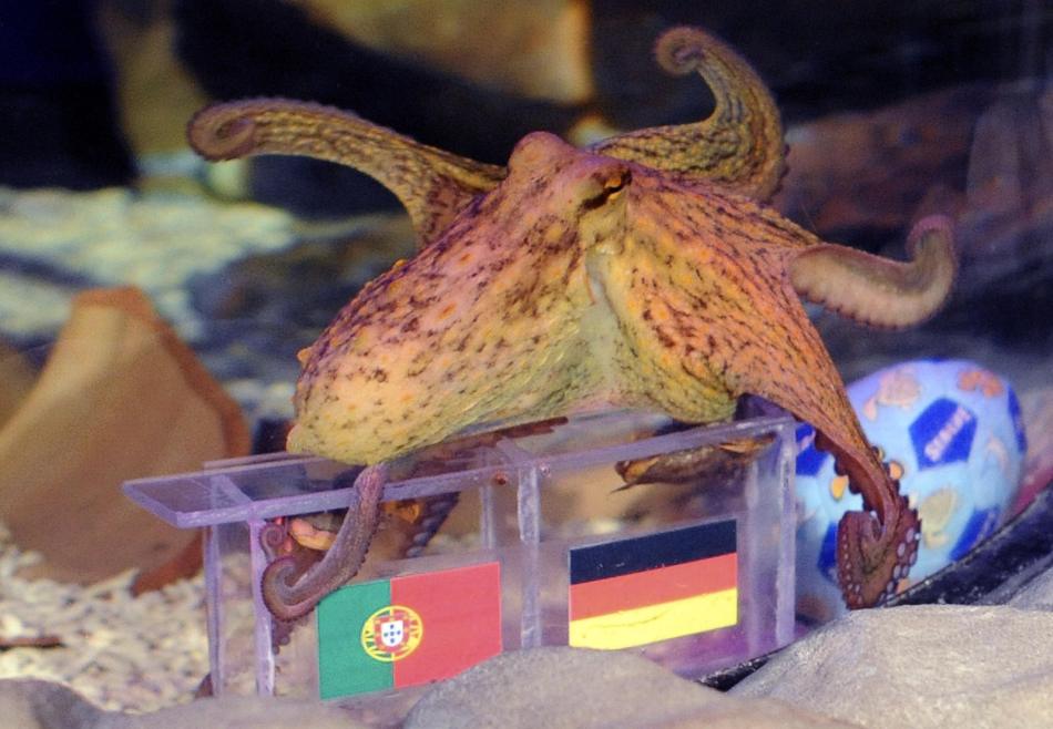 Octopus Paul II will predict the outcome of matches at Euro 2012.