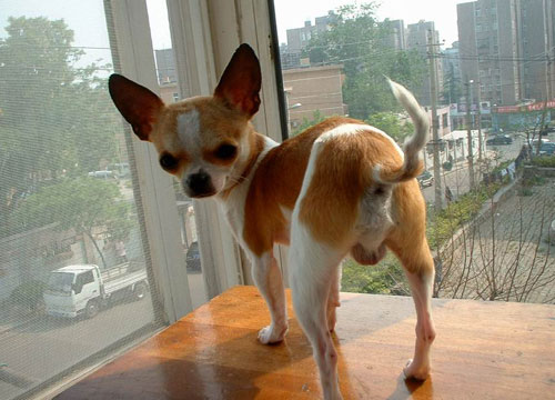 Cutting a dog's tail has been the most common operation in pet hospitals in China. [File photo]