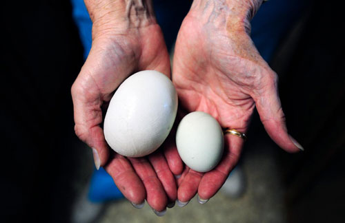 Cookie Smith shows off a normal egg and a &apos;super egg&apos; Wednesday, May 30, 2012, in Abilene, Texas. Cookie Smith went to collect eggs from her three laying hens on Monday afternoon, and discovered one normal egg and one &apos;super egg&apos; in her coop. [AP]