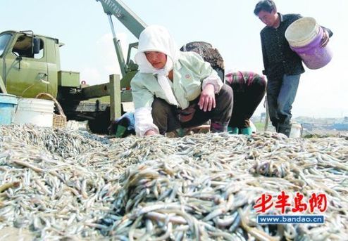 More than 50,000 fishing boats will be moored at ports  of the Yellow Sea and the East China Sea during the fishing ban. [bandao.cn]