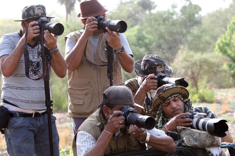 Tourists take photos of a tiger in Rathambhore Tiger Reserve in Rajasthan State, north India, May 30, 2012. 