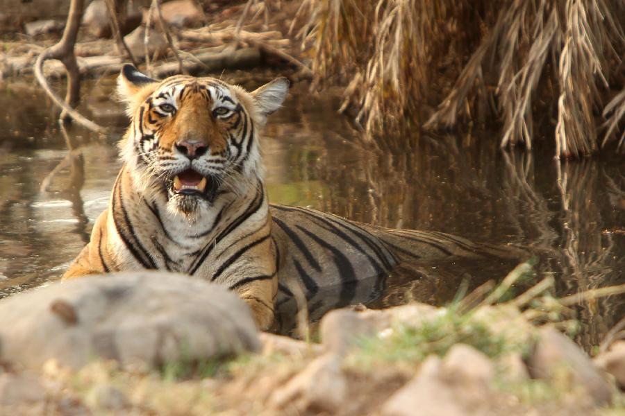 A tiger rests in a pond in Rathambhore Tiger Reserve in Rajasthan State, north India, May 30, 2012.