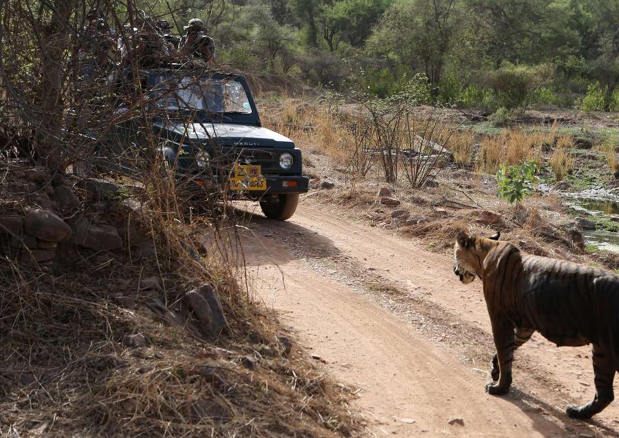 Tourists take photos of a tiger in Rathambhore Tiger Reserve in Rajasthan State, north India, May 30, 2012. 